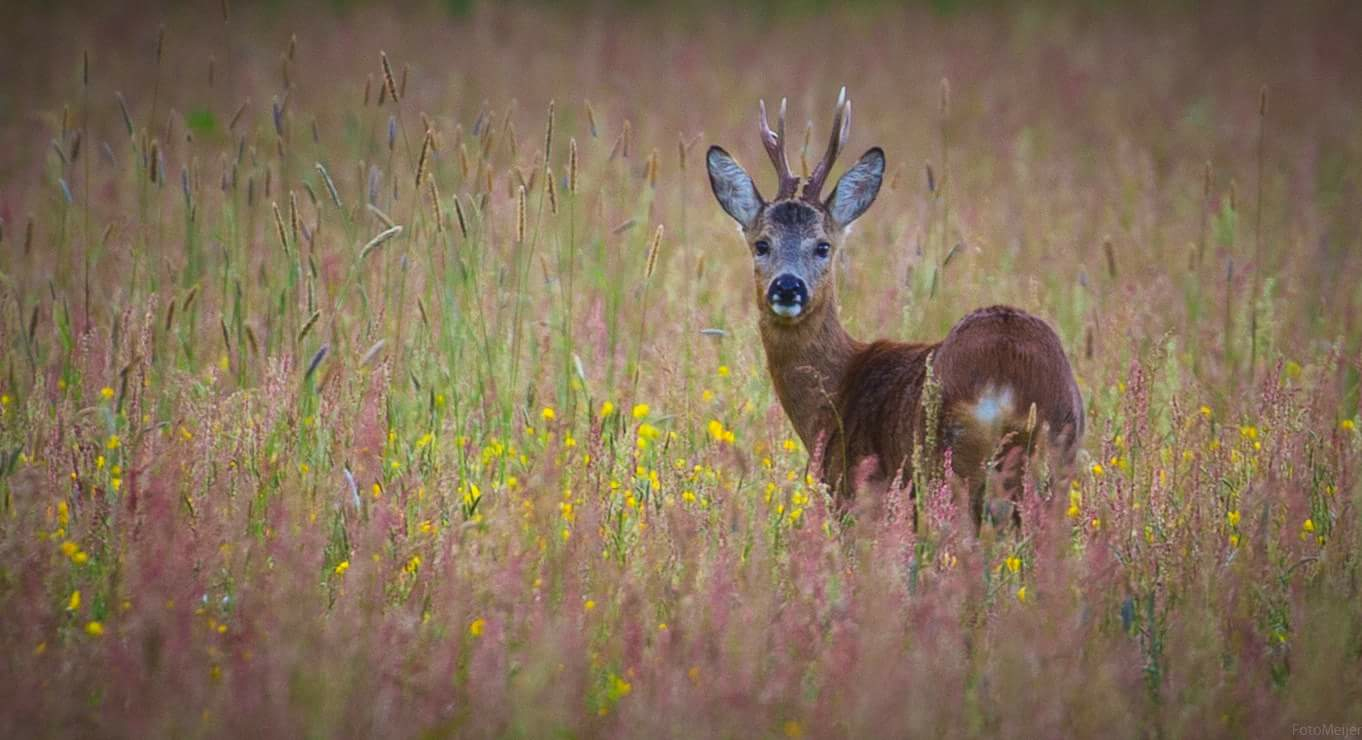 62 BB Ree 21 mei 2017 Foto Meijer kopie.jpg