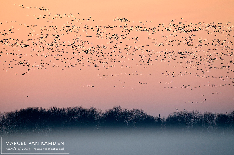 Lauwersmeer Ganzen 3