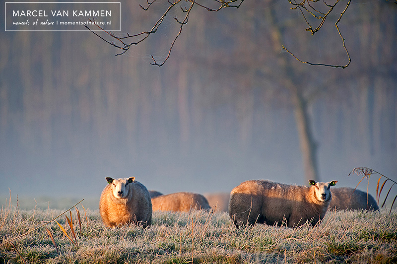 Noardburgum Schapen 2